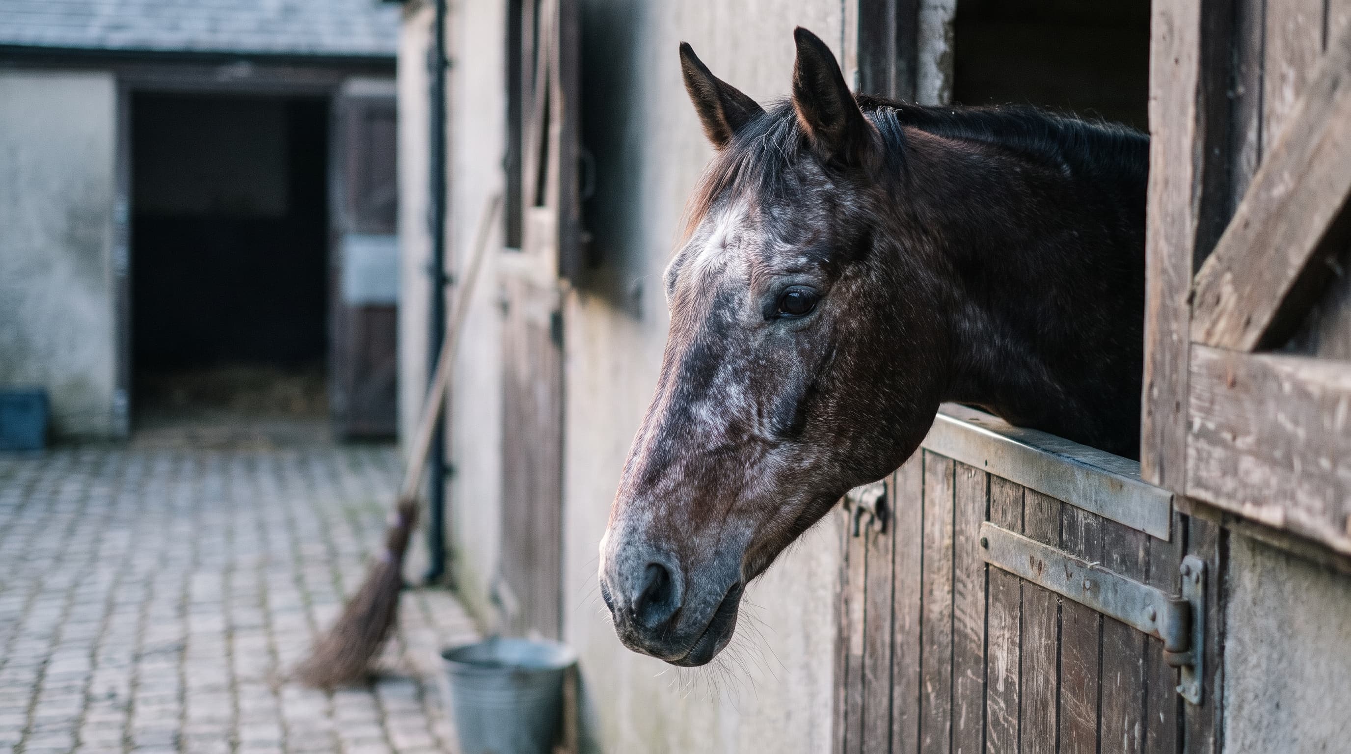 An old dark bay horse with a greying face looking out over a weathered stable door onto a cobbled yard, a broom and a bucket against the wall behind.