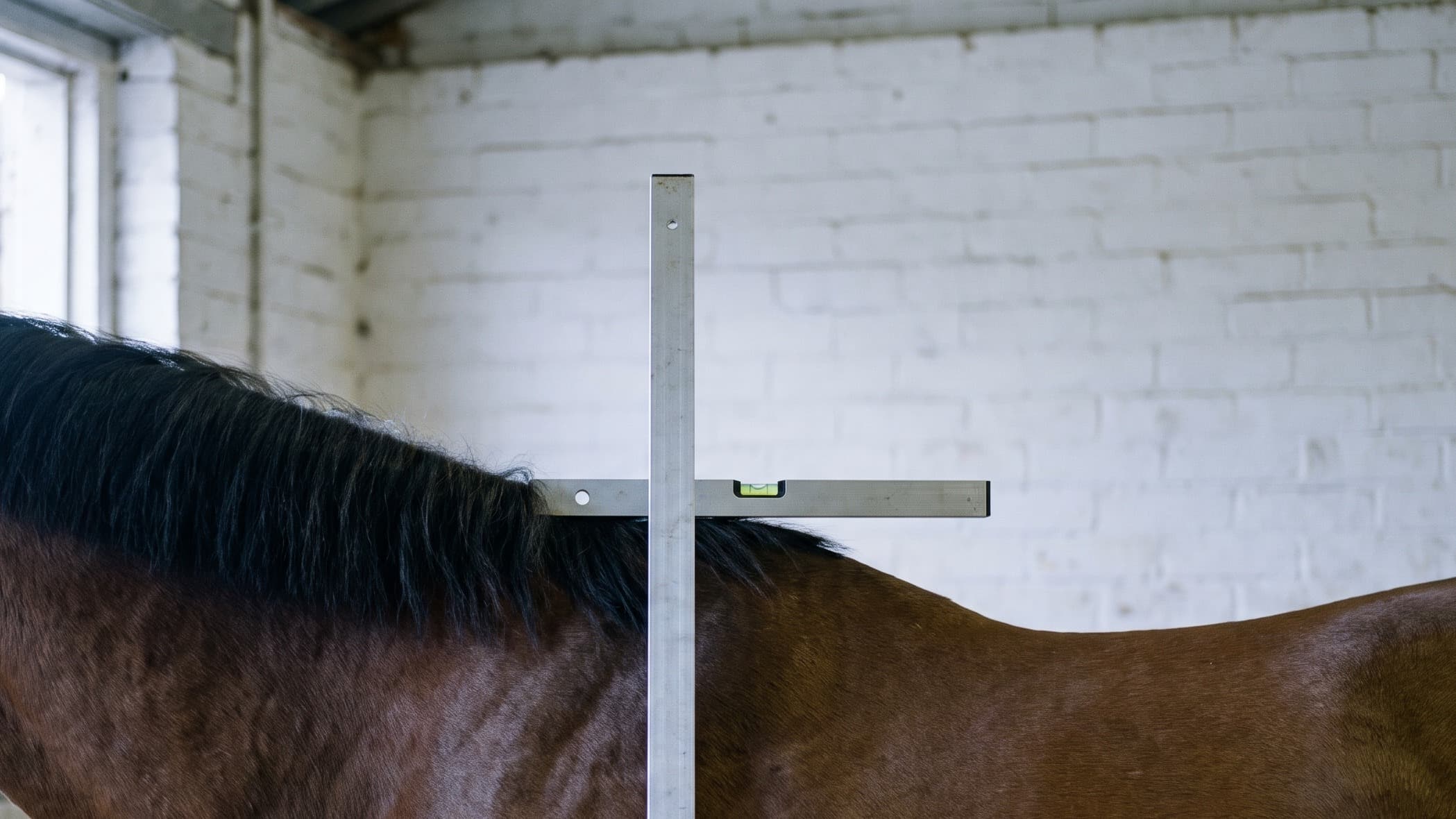 A plain aluminium measuring stick standing upright beside a bay horse in a whitewashed stable, its levelled arm resting on the withers where the black mane ends.